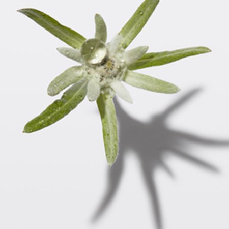Flor Edelweiss